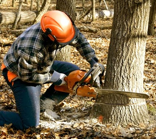 Tree Removal in Shepherd, TX